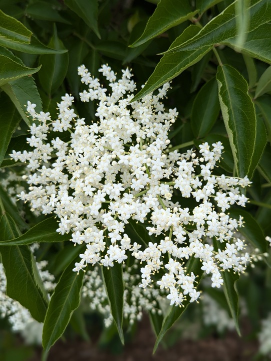 Parklane Landscapes flower