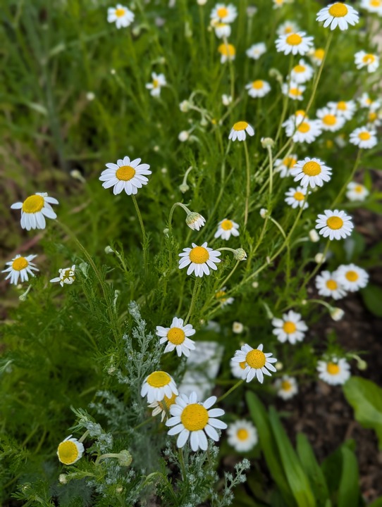 Parklane Landscapes flower