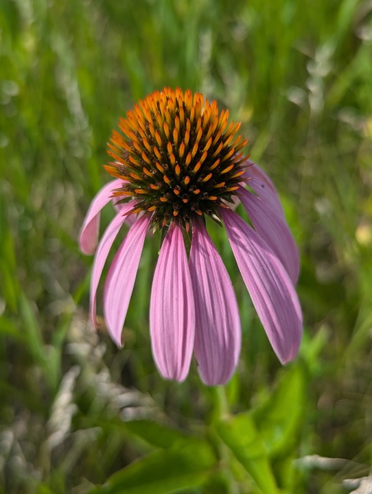 Parklane Landscapes flower