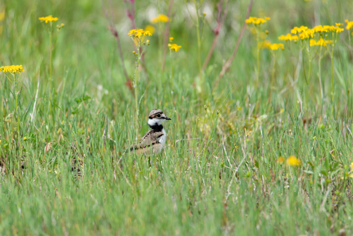 Birding On The Carden Alvar