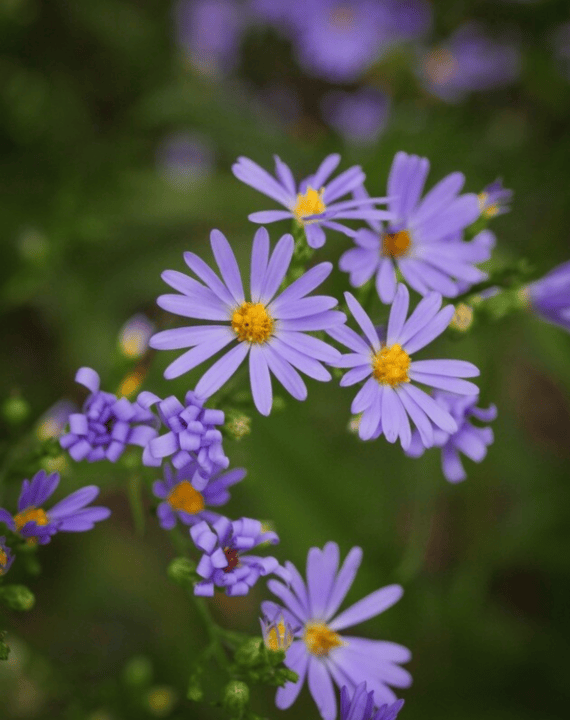 Practical Ways to Restore Local Ecosystems