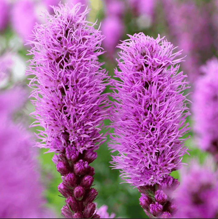 Practical Ways to Restore Local Ecosystems